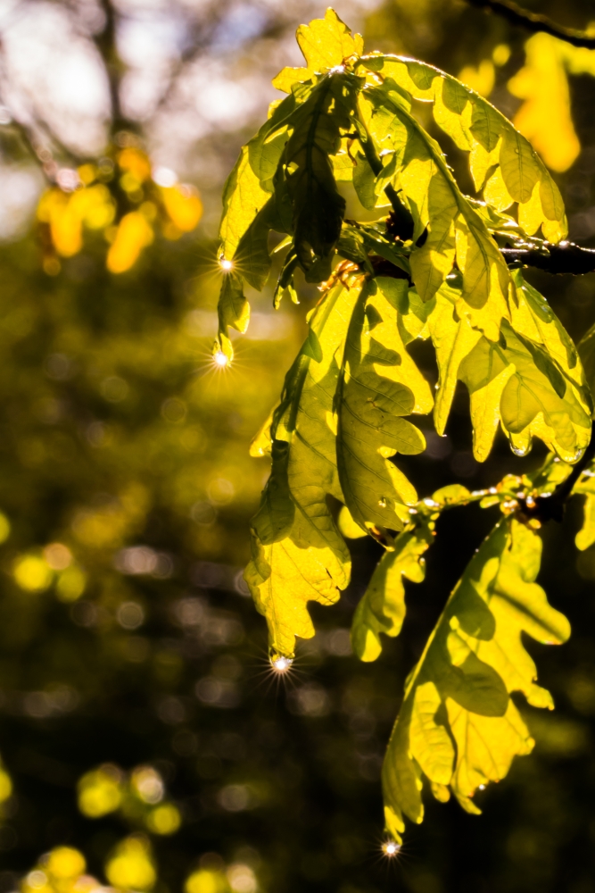 der Glanz der Sonne in Tropfen