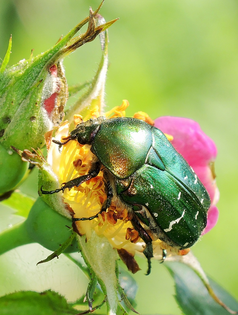 Der Glanz des Rosenkäfers