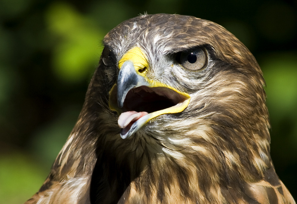 Der Glanz in meinem Auge