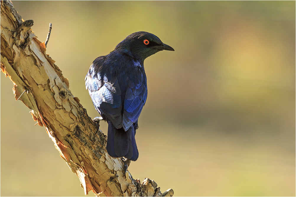 Der Glanzstar (Lamprotornis nitens) ...