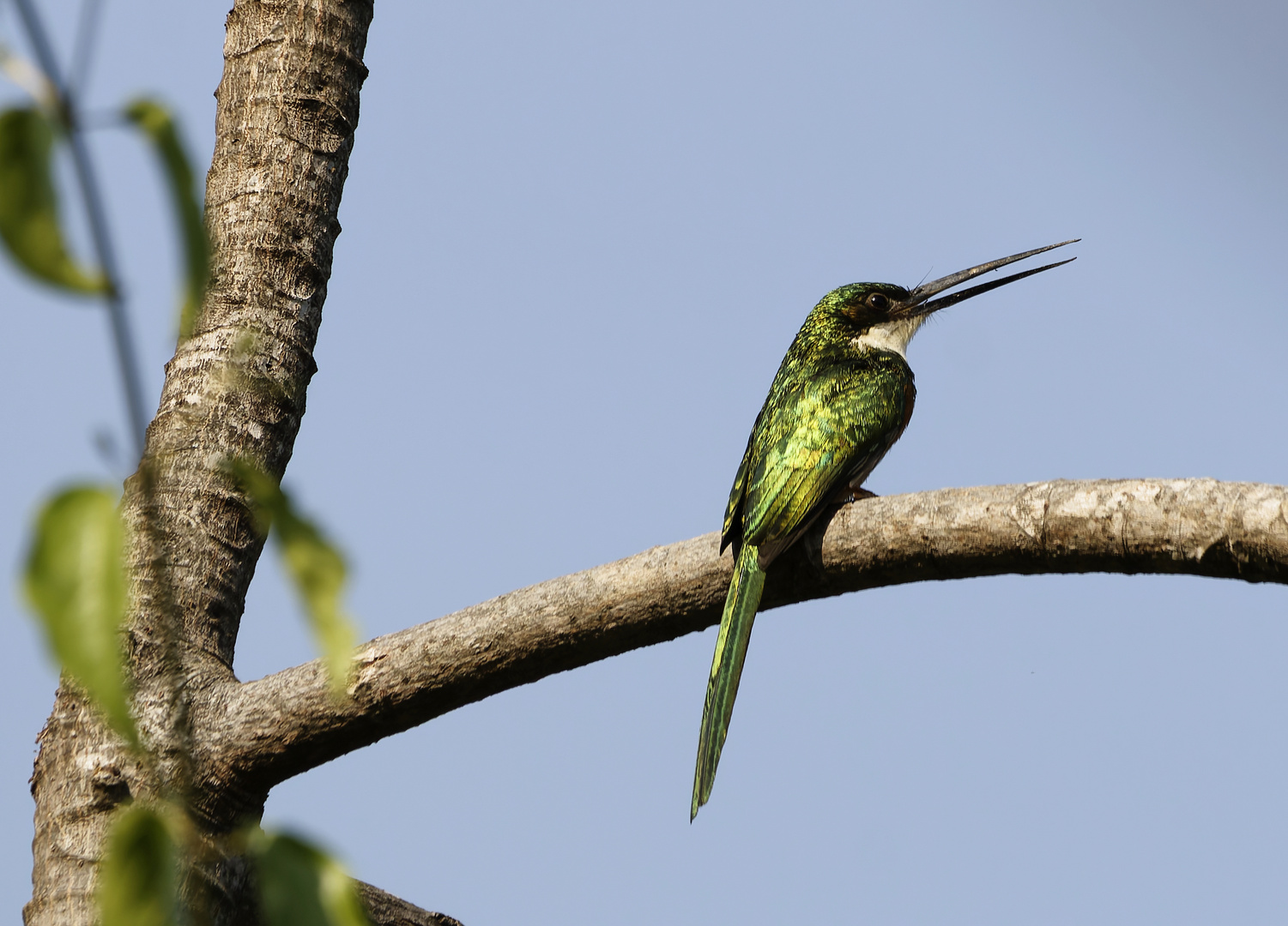 Der Glanzvogel in Kolumbien