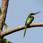 Der Glanzvogel in Kolumbien