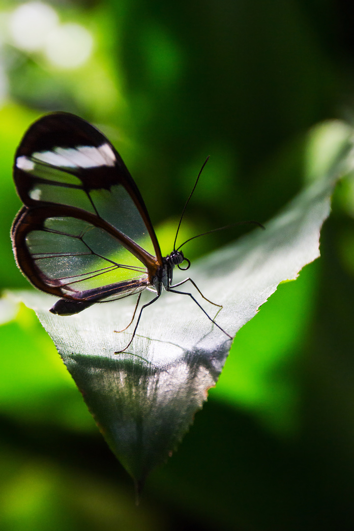 Der Glasflügler - Greta Oto / Butterfly with glass wings