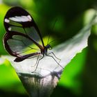 Der Glasflügler - Greta Oto / Butterfly with glass wings