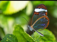 Der Glasflügler von der Mainau