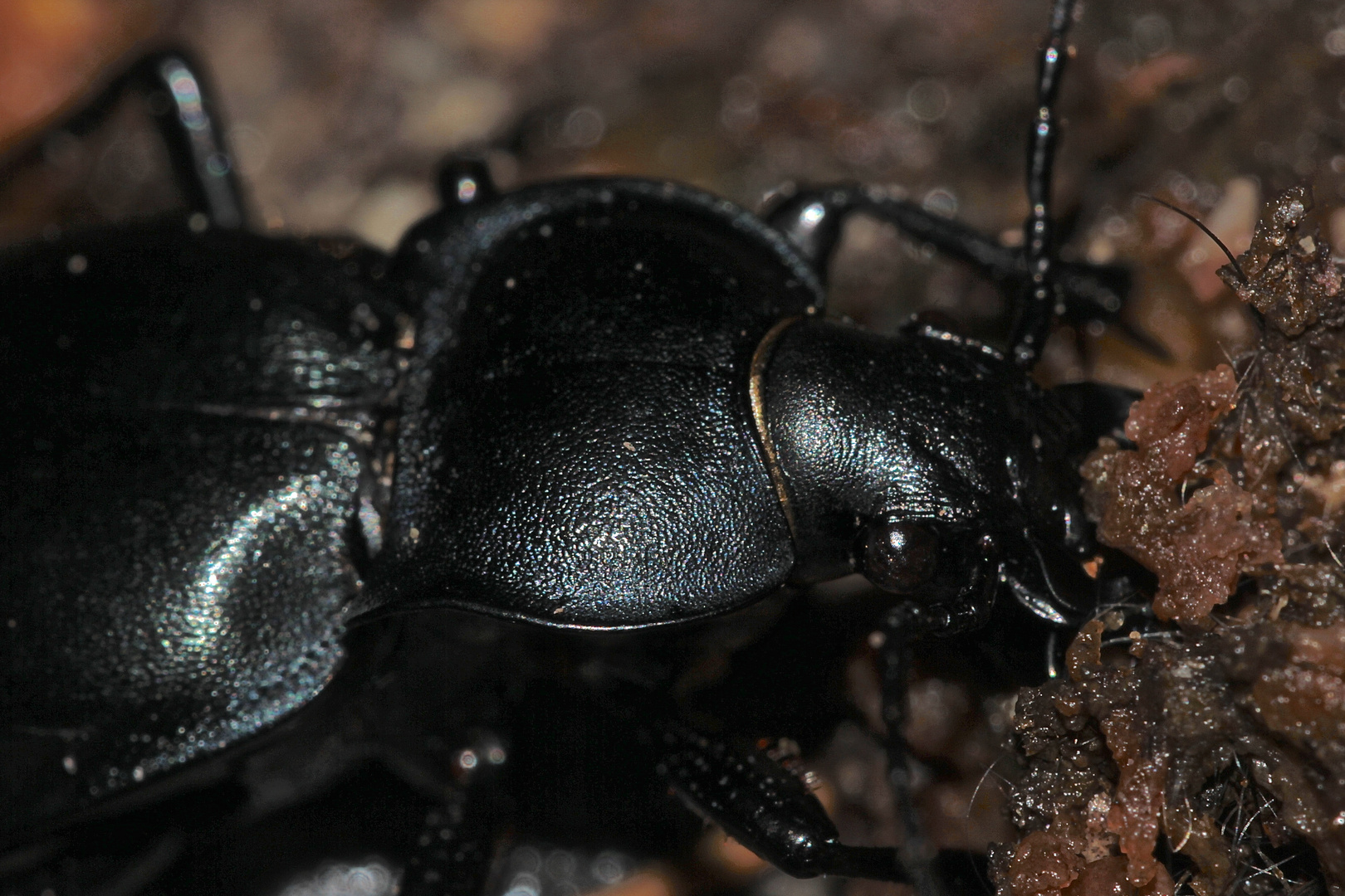 Der Glatte Laufkäfer (Carabus glabratus) ...