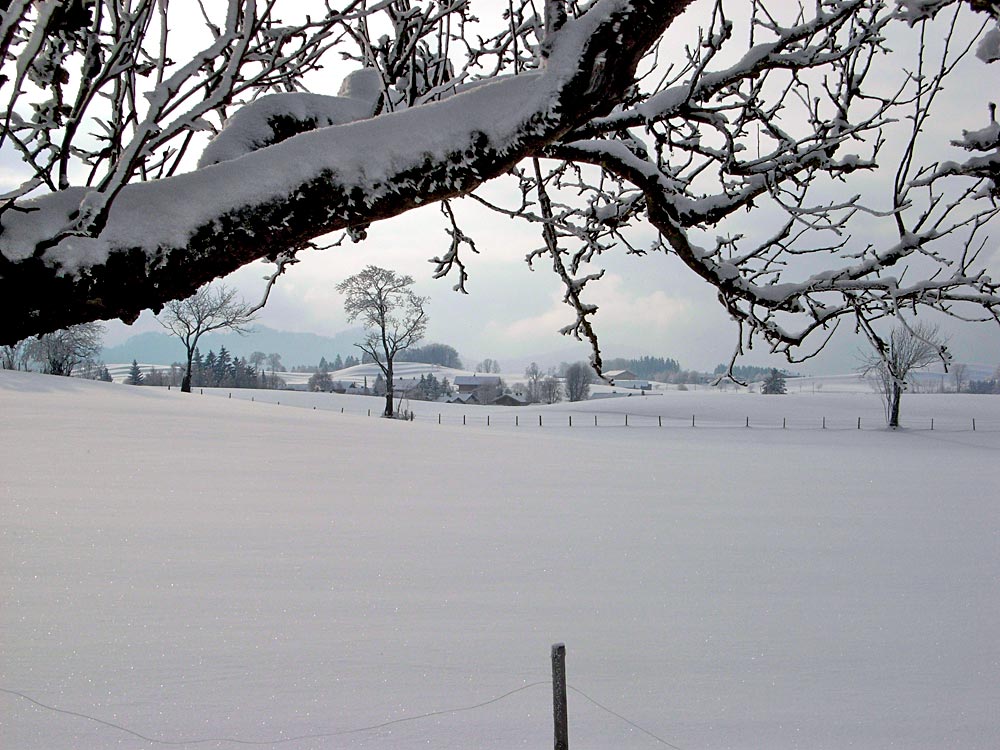 Der gleiche Baum 2 Tage später !!