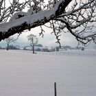 Der gleiche Baum 2 Tage später !!