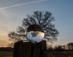 der gleiche Baum, aber eben etwas anders aufgenommen