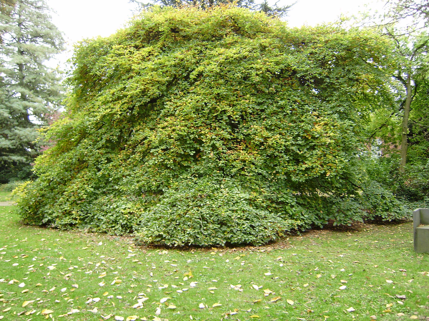 Der gleiche Baum im Sommer