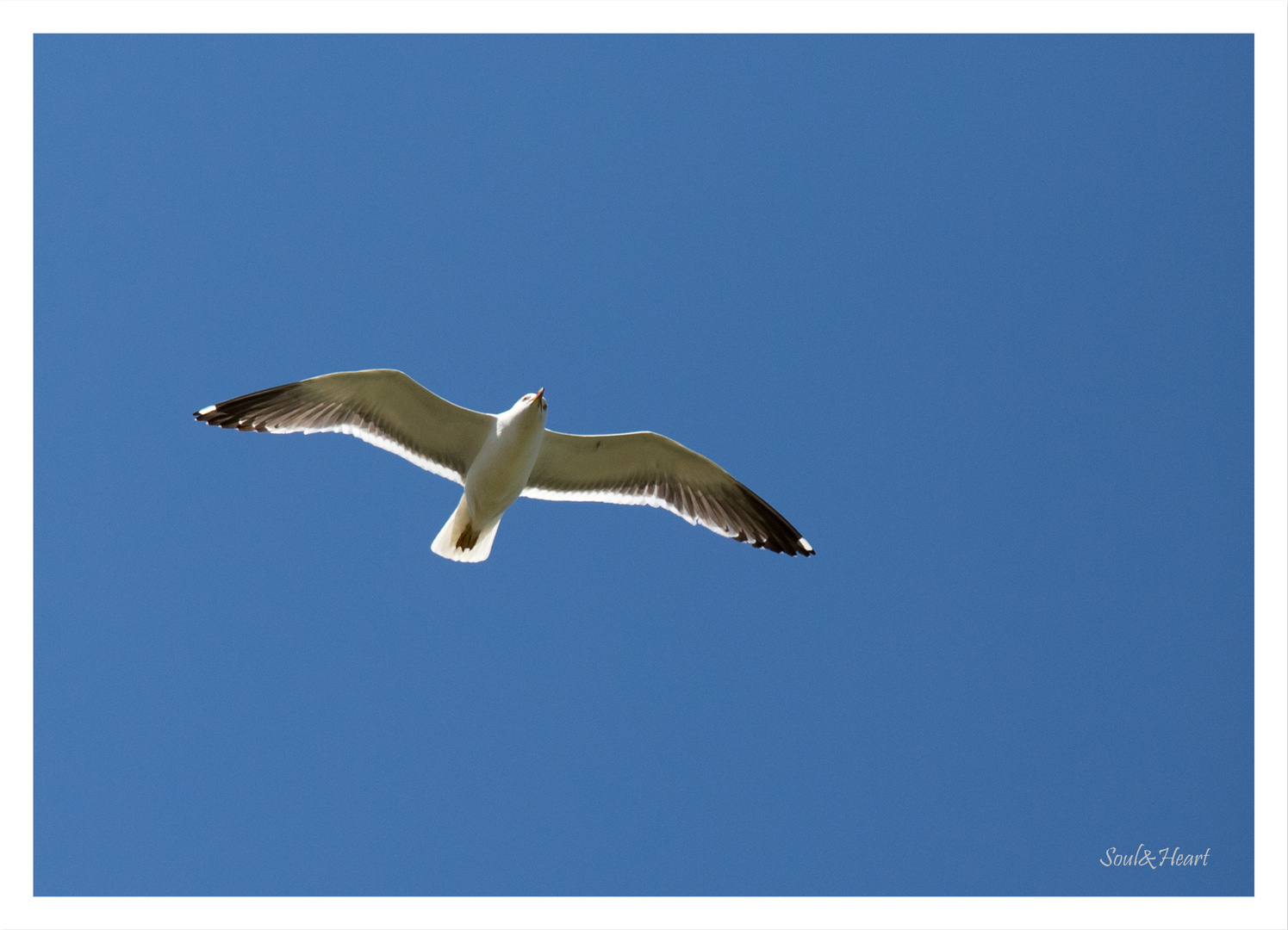 Der gleiche Himmel, andere Möwe!