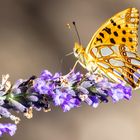 der gleiche Perlmutterfalter in veränderter Perspektive