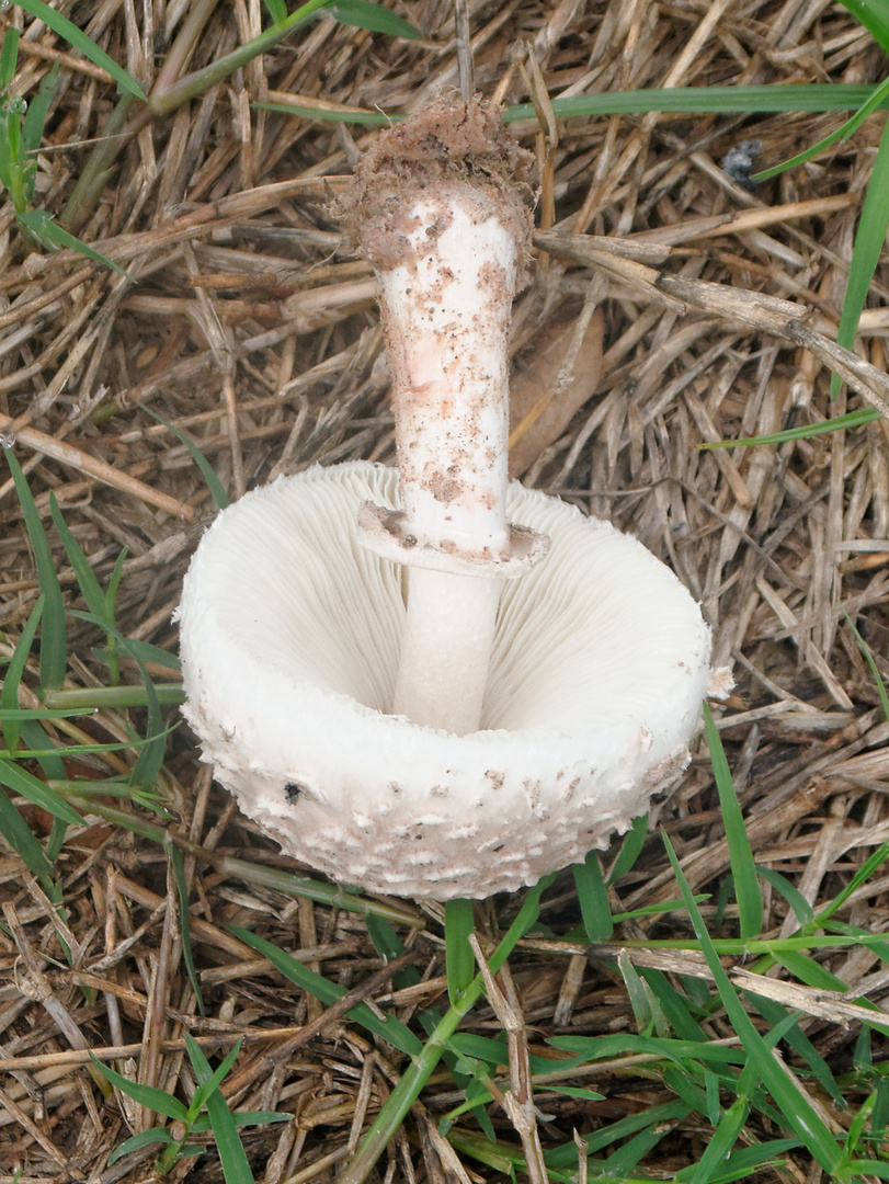 der gleiche Pilz von unten