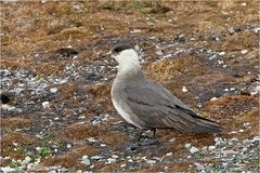 Der gleiche Vogel am Boden