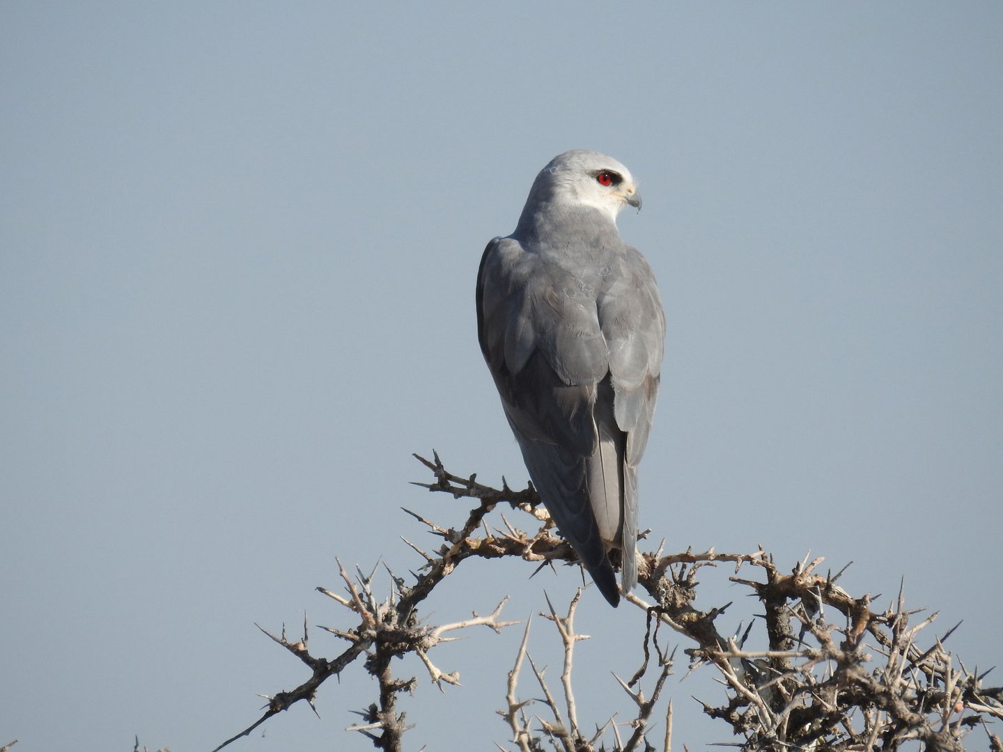 Der Gleitaar, ein kleiner Greifvogel Afrikas