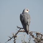 Der Gleitaar, ein kleiner Greifvogel Afrikas