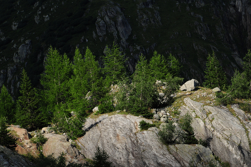 Der Gletscher geht, der Wald wächst