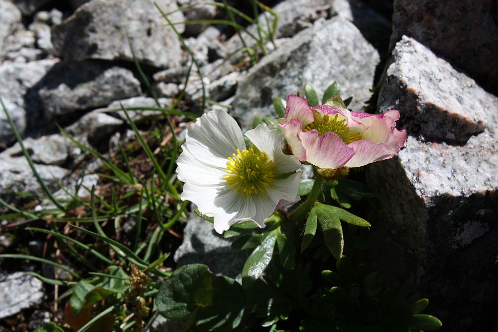 Der Gletscher-Hahnenfuß (Ranunculus glacialis)...