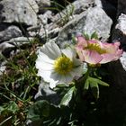 Der Gletscher-Hahnenfuß (Ranunculus glacialis)...