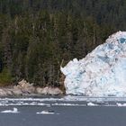 Der Gletscher im Wald