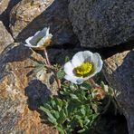 Der Gletscherhahnenfuß ist eine der größten Raritäten im Hochgebirge...