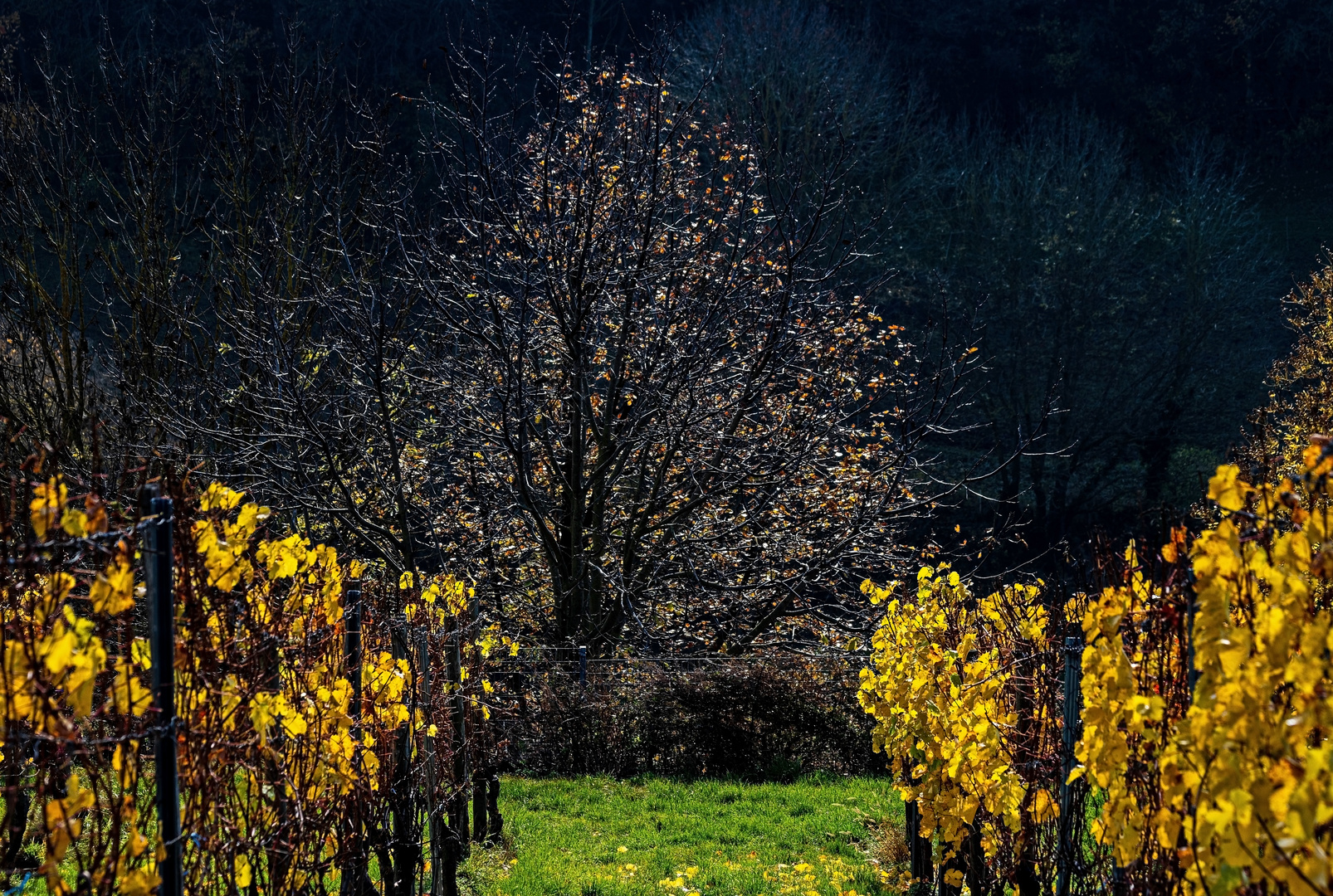 Der Glitzerbaum