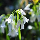 Der Glöckchen- Lauch (Allium triquetrum)