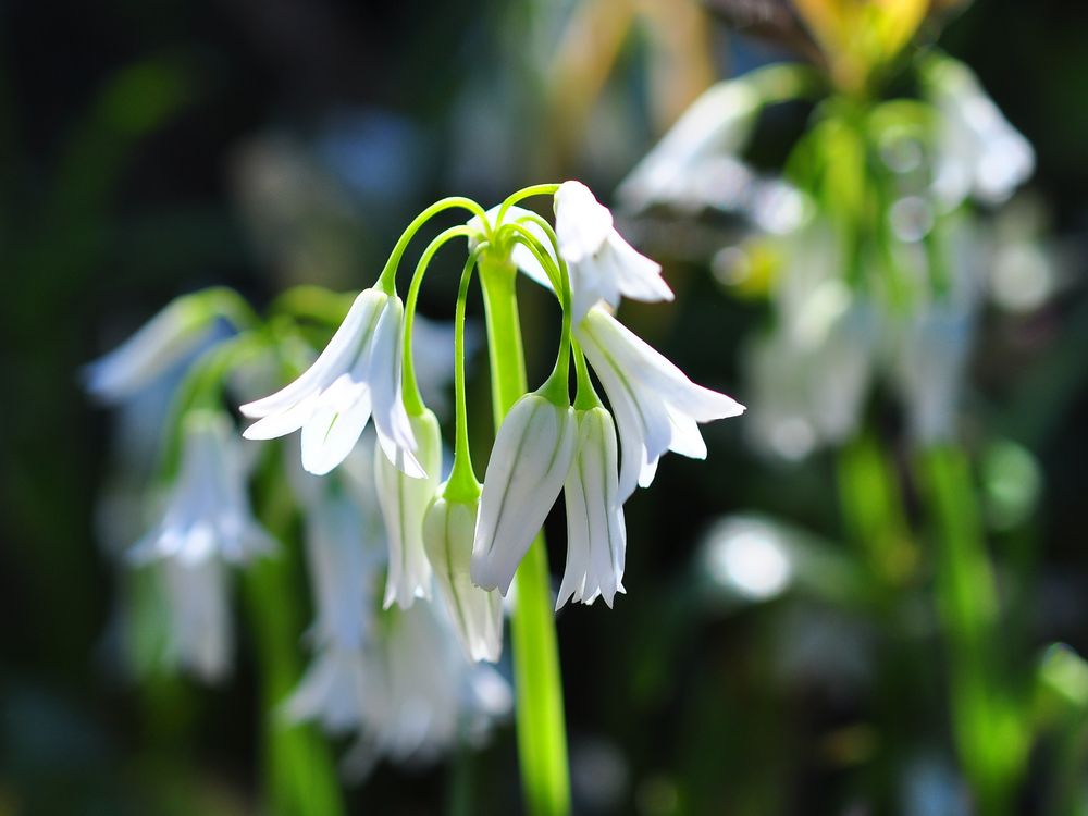 Der Glöckchen- Lauch (Allium triquetrum)