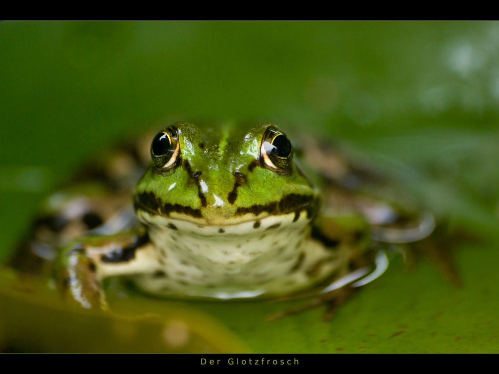 Der Glotzfrosch