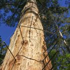 Der Gloucester Tree Lookout