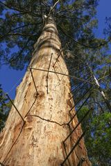 Der Gloucester Tree Lookout