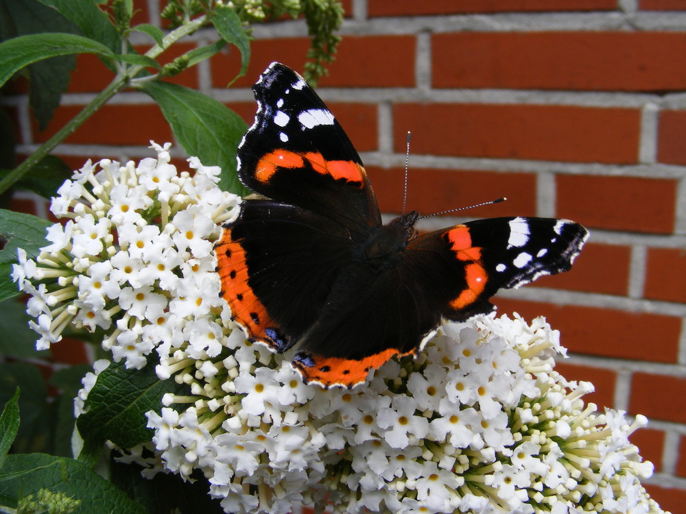 der glückliche Admiral