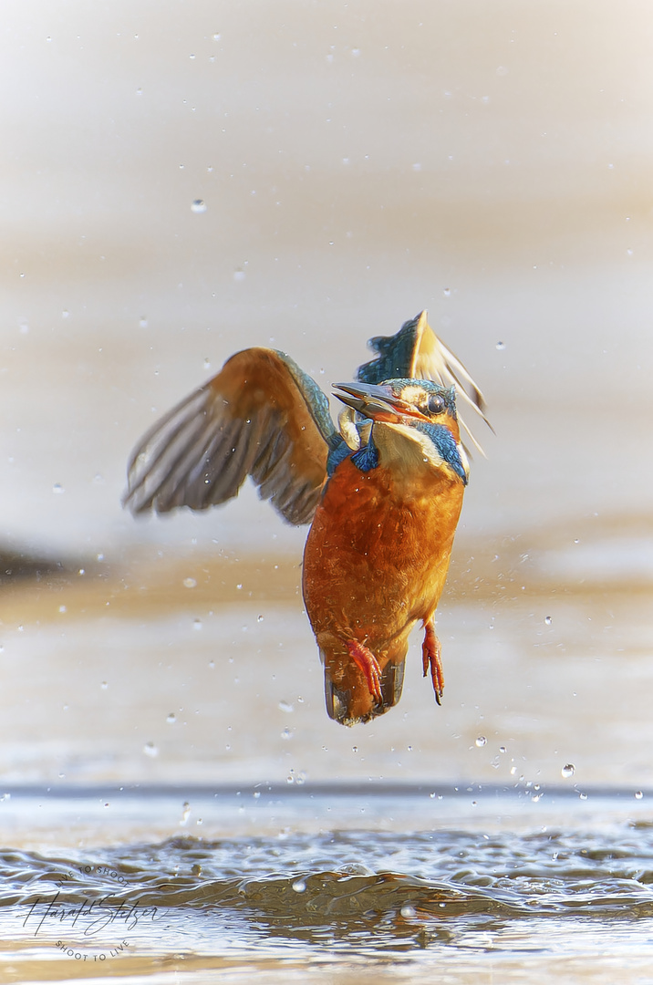 Der glückliche Eisvogel in der Sonne 