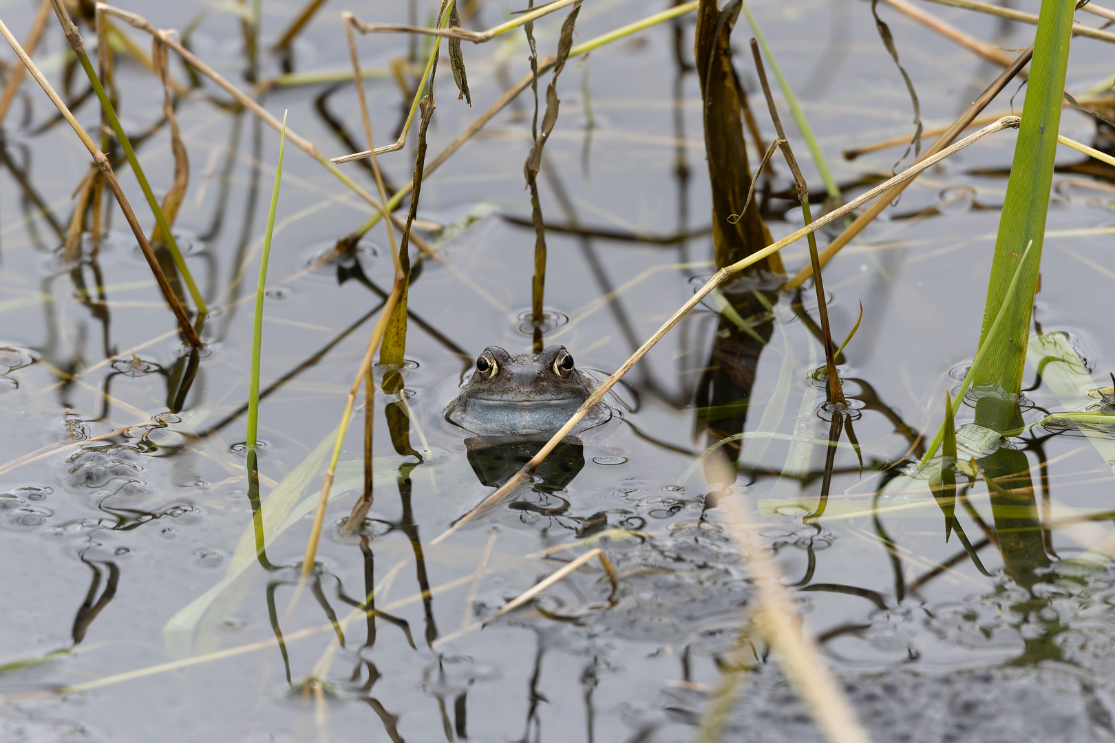 Der glückliche Froschkönig