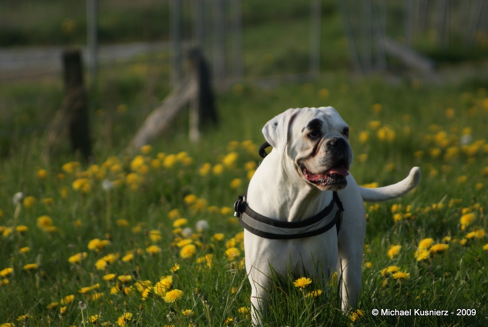 Der glückliche Hund