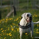 Der glückliche Hund