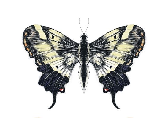 Der glückliche Schmetterling