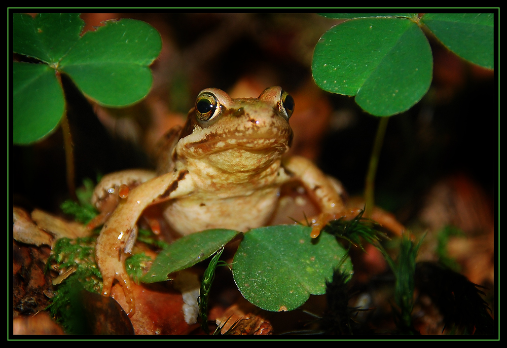 Der Glücksfrosch