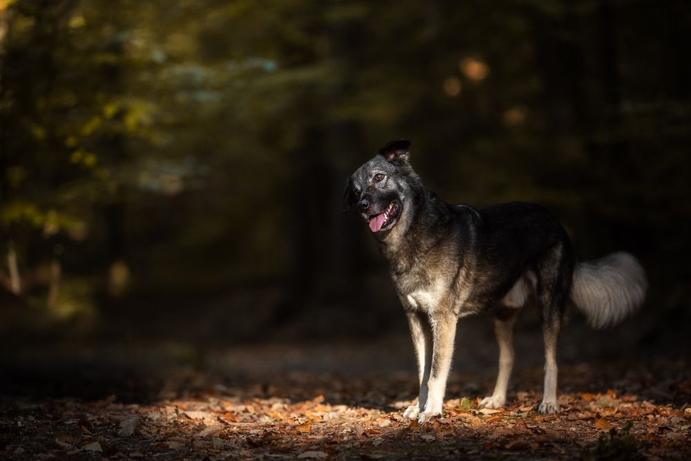 ... der Glückshund ...