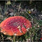 Der Glückspilz zum Wochenende - Fliegenpilz (Amanita muscaria)