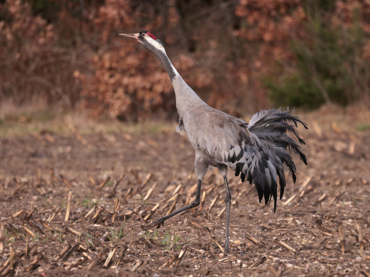 Der Glücksvogel