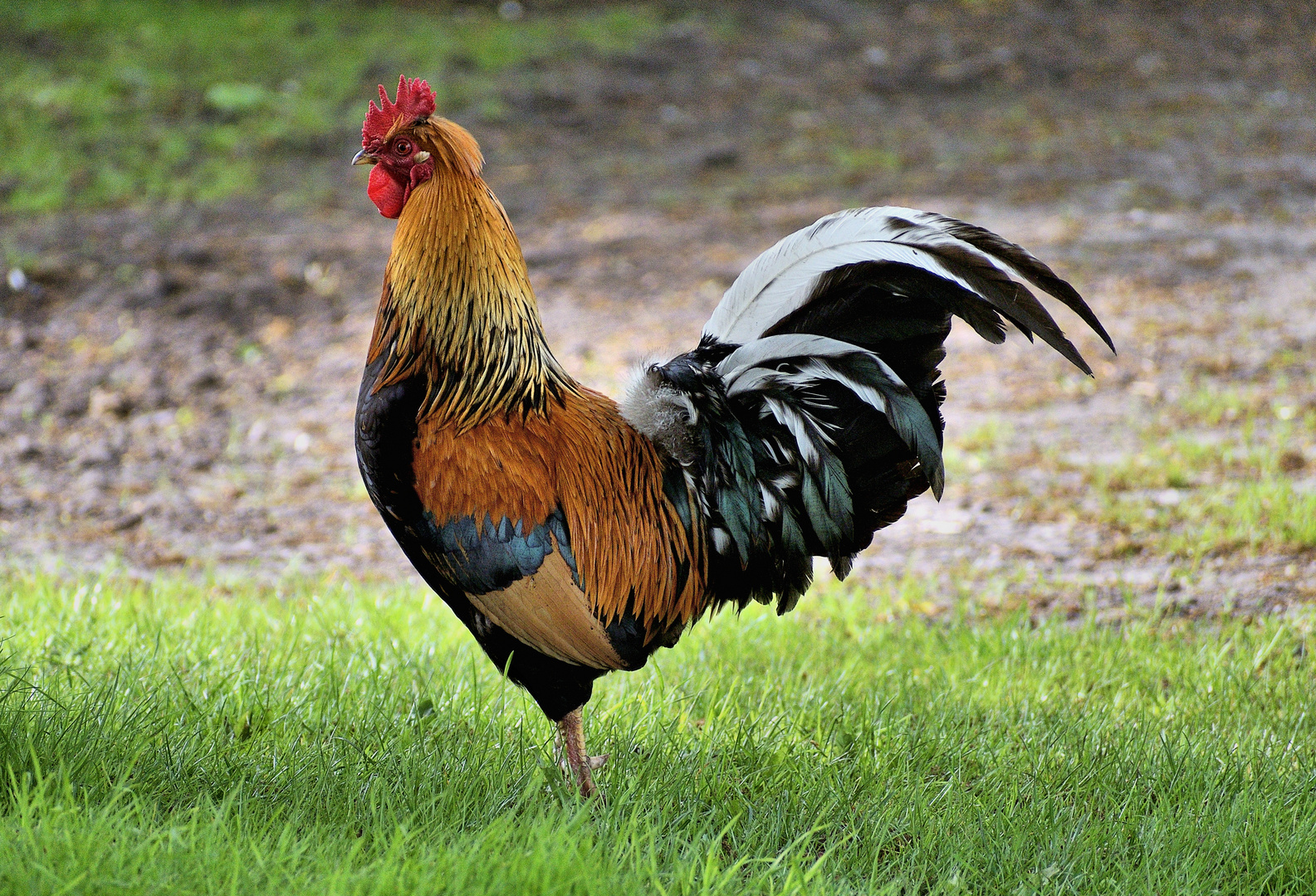 Der Gockel Foto & Bild | tiere, haustiere, nutztiere Bilder auf ...