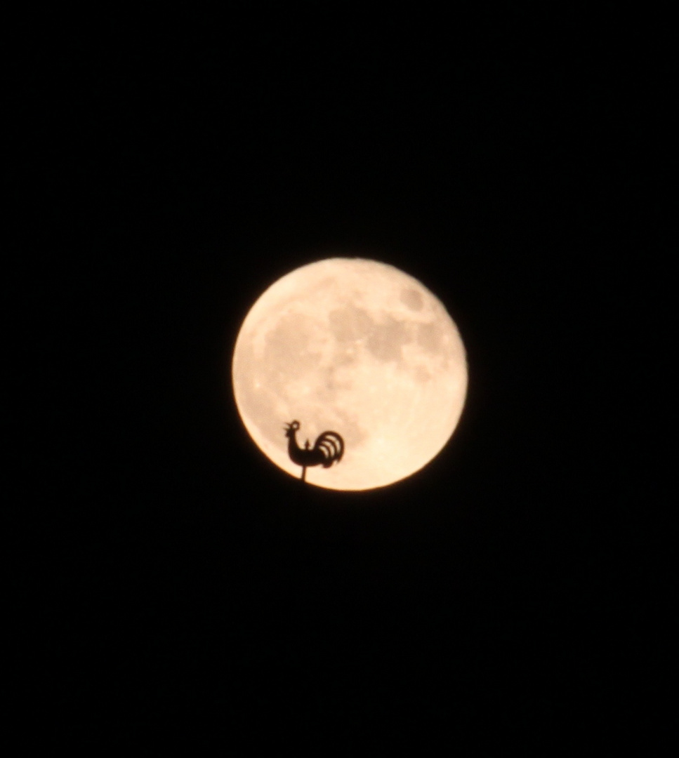 Der Gockel besucht den Mond