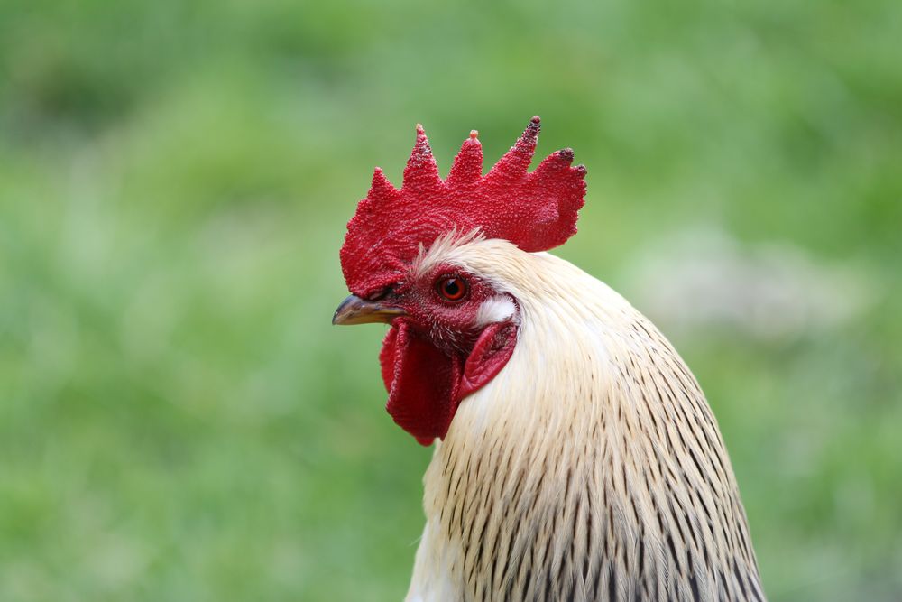 Der Gockel Foto &amp; Bild | tiere, haustiere, nutztiere Bilder auf ...