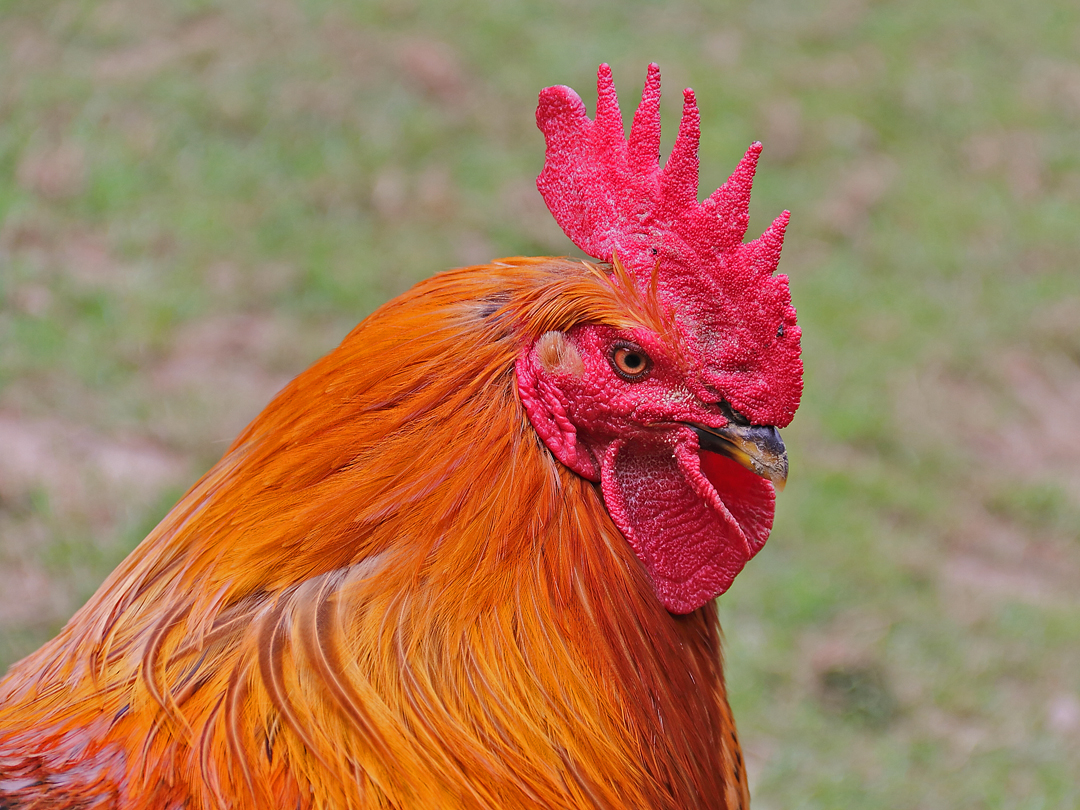 der Gockel Constantin ... Foto &amp; Bild | tiere, haustiere, nutztiere ...