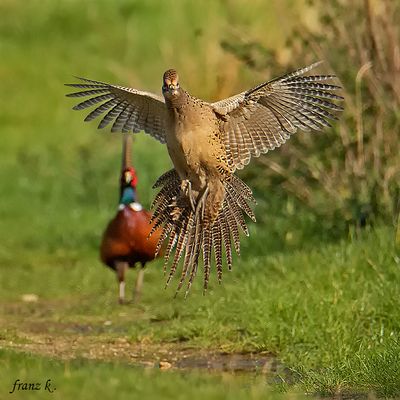             Der Gockel war ihr wohl zu Aufdringlich ,