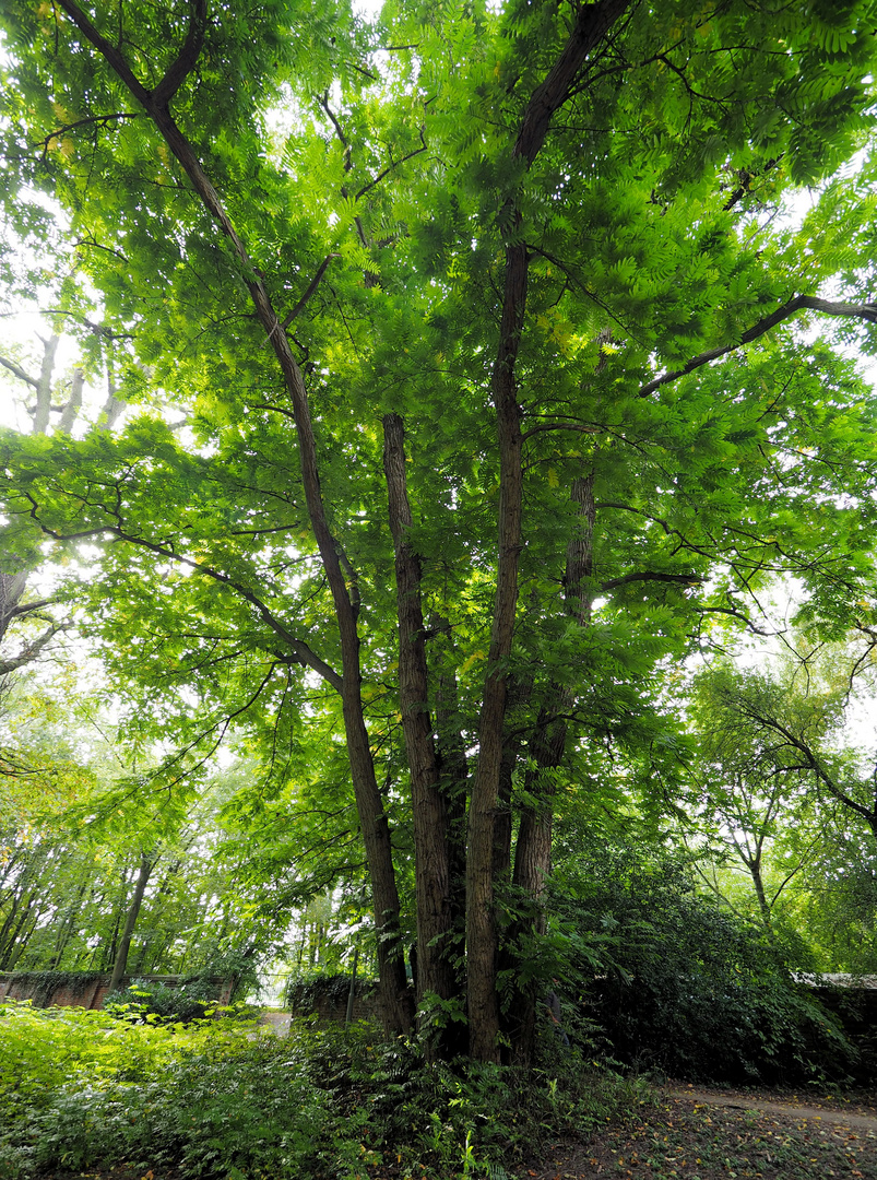 Der Götterbaum ....