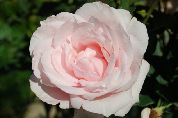 Der Göttin zarteste Rose