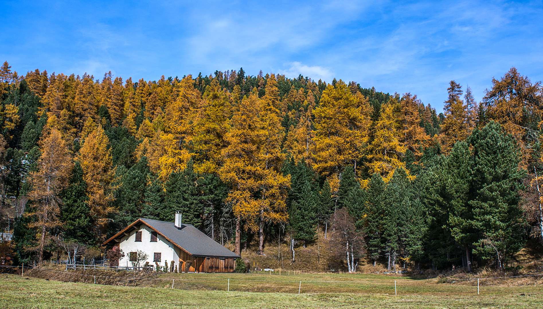 Der gold Wald