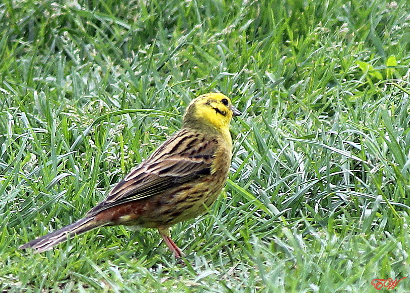 der Goldammer (Emberiza citrinella)...